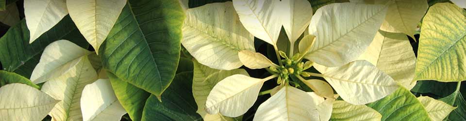 Driftwood Garden Center | 5051 Tamiami Trail North, Naples, FL 34103