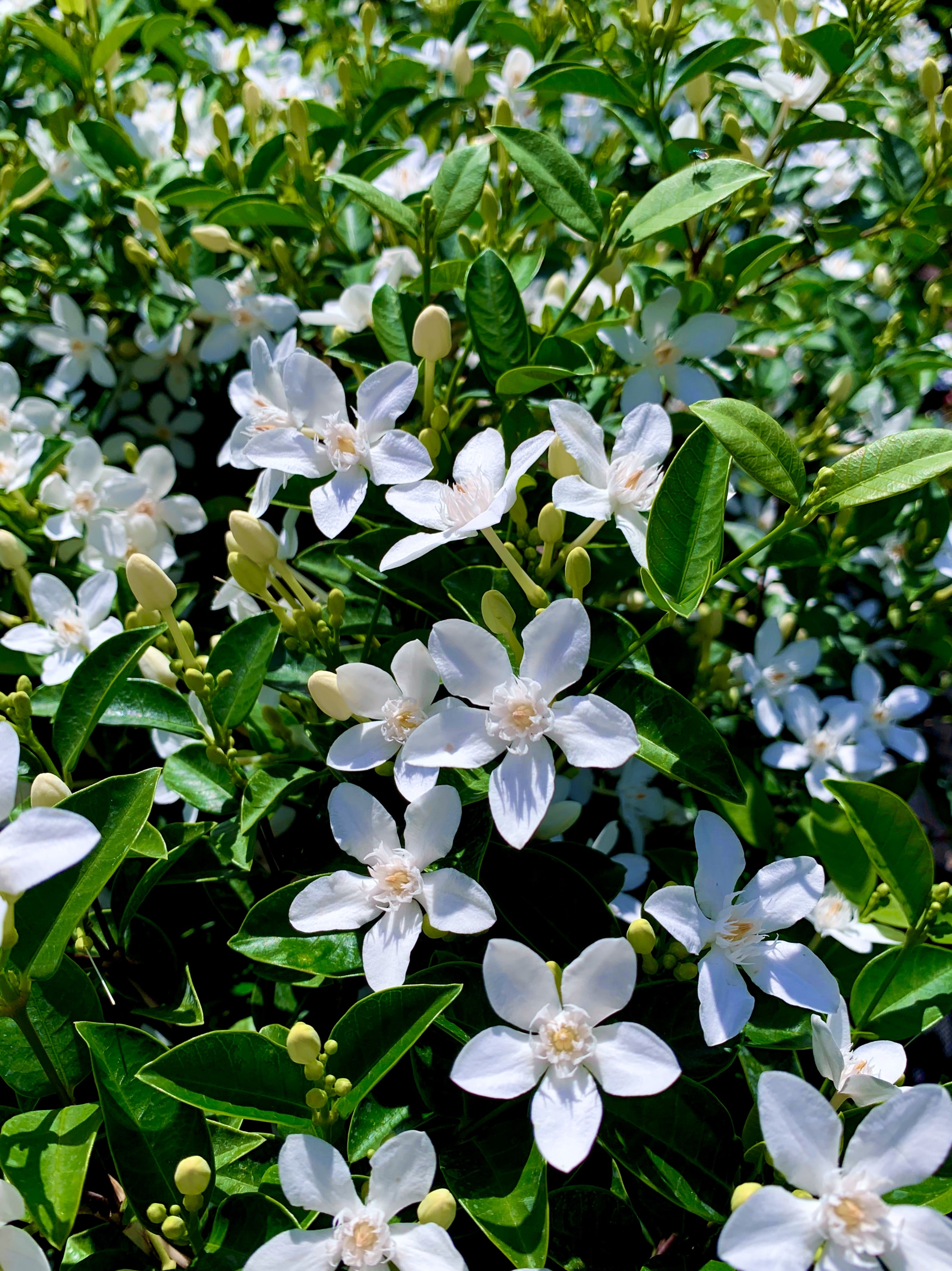 Plant of the Week Driftwood Garden Center